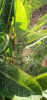 Spinnennetz &ndash; &copy; Ria Heilmann (Eberhardt TRAVEL)