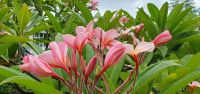 rosa Fragipani &ndash; &copy; Ria Heilmann (Eberhardt TRAVEL)