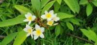 weisse Frangipani &ndash; &copy; Ria Heilmann (Eberhardt TRAVEL)
