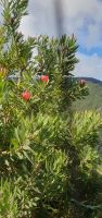 Proteastrauch &ndash; &copy; Ria Heilmann (Eberhardt TRAVEL)