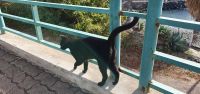 Schmusekater &ndash; &copy; Ria Heilmann (Eberhardt TRAVEL)
