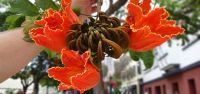afrikanischer Tulpenbaum &ndash; &copy; Ria Heilmann (Eberhardt TRAVEL)