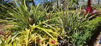 Ananaspflanze &ndash; &copy; Ria Heilmann (Eberhardt TRAVEL)