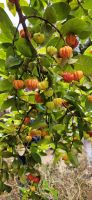 leckere Früchte der Pitangueira &ndash; &copy; Ria Heilmann (Eberhardt TRAVEL)