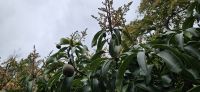 Avocado &ndash; &copy; Ria Heilmann (Eberhardt TRAVEL)
