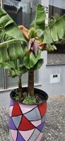 Bananenpflanze &ndash; &copy; Ria Heilmann (Eberhardt TRAVEL)