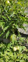 Birnenmelone