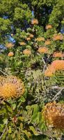 Nadelkissenprotea &ndash; &copy; Ria Heilmann (Eberhardt TRAVEL)