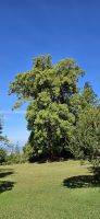 Kampherbaum