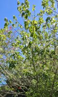 Taschentuchbaum &ndash; &copy; Ria Heilmann (Eberhardt TRAVEL)