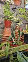 Orchideen in der Quinta Boa Vista &ndash; &copy; Ria Heilmann (Eberhardt TRAVEL)