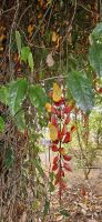 Indische Thunbergie &ndash; &copy; Ria Heilmann (Eberhardt TRAVEL)