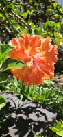 Hibiscus &ndash; &copy; Ria Heilmann (Eberhardt TRAVEL)