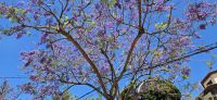 Jacaranda Baum