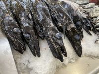 Degenfisch &ndash; &copy; Mathias Schirmer (Eberhardt TRAVEL)