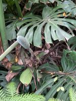 Ananasbanane &ndash; &copy; Mathias Schirmer (Eberhardt TRAVEL)