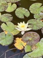 Seerose &ndash; &copy; Mathias Schirmer (Eberhardt TRAVEL)