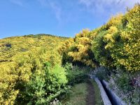 am Levada &ndash; &copy; Mathias Schirmer (Eberhardt TRAVEL)