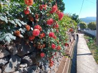 Levada-Wanderung &ndash; &copy; Monika Cortese (Eberhardt TRAVEL)
