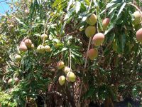 Mangoplantage &ndash; &copy; Monika Cortese (Eberhardt TRAVEL)