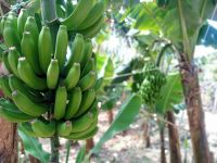 Bananenplantage &ndash; &copy; Monika Cortese (Eberhardt TRAVEL)