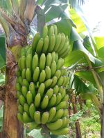 Wieviele Kilo? &ndash; &copy; Monika Cortese (Eberhardt TRAVEL)