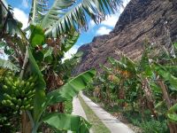Spaziergang durch die Bananenplantage