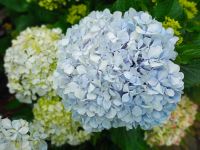 Hortensien &ndash; &copy; Monika Cortese (Eberhardt TRAVEL)