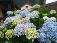 Und immer wieder Hortensien... &ndash; &copy; Monika Cortese (Eberhardt TRAVEL)