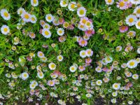 Gänseblümchen/Blandy Garten (Quinta do Palheiro)/Madeira &ndash; &copy; Susanne Hofen (Eberhardt TRAVEL)