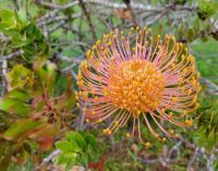 Protea/Blandy Garten (Quinta do Palheiro)/Madeira &ndash; &copy; Susanne Hofen (Eberhardt TRAVEL)