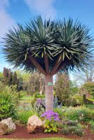 Drachenbaum/Blandy Garten (Quinta do Palheiro)/Madeira &ndash; &copy; Susanne Hofen (Eberhardt TRAVEL)
