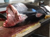 Funchal, Markthalle - Thunfisch &ndash; &copy; Hans-Joachim Trutz (Eberhardt TRAVEL)