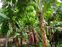 Faja dos Padres - Bananenstaude &ndash; &copy; Hans-Joachim Trutz (Eberhardt TRAVEL)