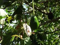 Madeira - Avocado &ndash; &copy; Hans-Joachim Trutz (Eberhardt TRAVEL)