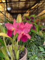 Quinta da Boa Vista Orchideengarten/Madeira &ndash; &copy; Marie Dittrich (Eberhardt TRAVEL)