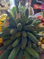 Monstera deliciosa.jpg &ndash; &copy; Franciska Bauer (Eberhardt TRAVEL)