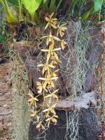 Orchidee.jpg &ndash; &copy; Franciska Bauer (Eberhardt TRAVEL)