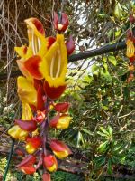 Orchidee.jpg &ndash; &copy; Franciska Bauer (Eberhardt TRAVEL)