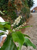 Blüte - Maiglöckchenbaum.jpg &ndash; &copy; Franciska Bauer (Eberhardt TRAVEL)