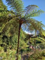 Ribeiro Frio.jpg &ndash; &copy; Franciska Bauer (Eberhardt TRAVEL)