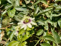 Passionsblüte.jpg &ndash; &copy; Franciska Bauer (Eberhardt TRAVEL)