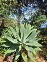 Agave.jpg &ndash; &copy; Franciska Bauer (Eberhardt TRAVEL)