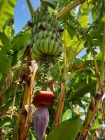 Bananenbaum mit Frucht und Blüte.jpg &ndash; &copy; Franciska Bauer (Eberhardt TRAVEL)
