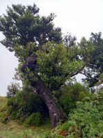 Knorrige Lorbeerbaum.jpg &ndash; &copy; Franciska Bauer (Eberhardt TRAVEL)