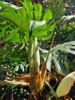 Monstera mit Blüte und Frucht im Stadtgarten Funchal.jpg &ndash; &copy; Franciska Bauer (Eberhardt TRAVEL)
