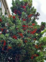 Madeira ein Blütenmeer.jpg &ndash; &copy; Franciska Bauer (Eberhardt TRAVEL)
