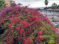 Camara de Lobos.jpg &ndash; &copy; Franciska Bauer (Eberhardt TRAVEL)