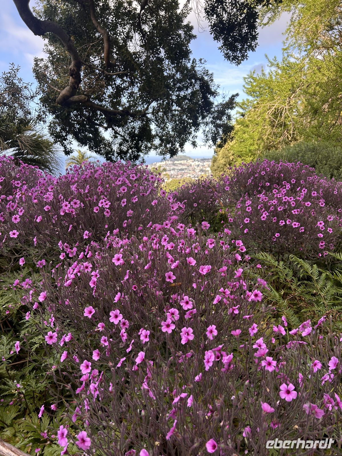 Im botanischen Garten  &ndash; &copy; Carola Gastmeier (Eberhardt TRAVEL)