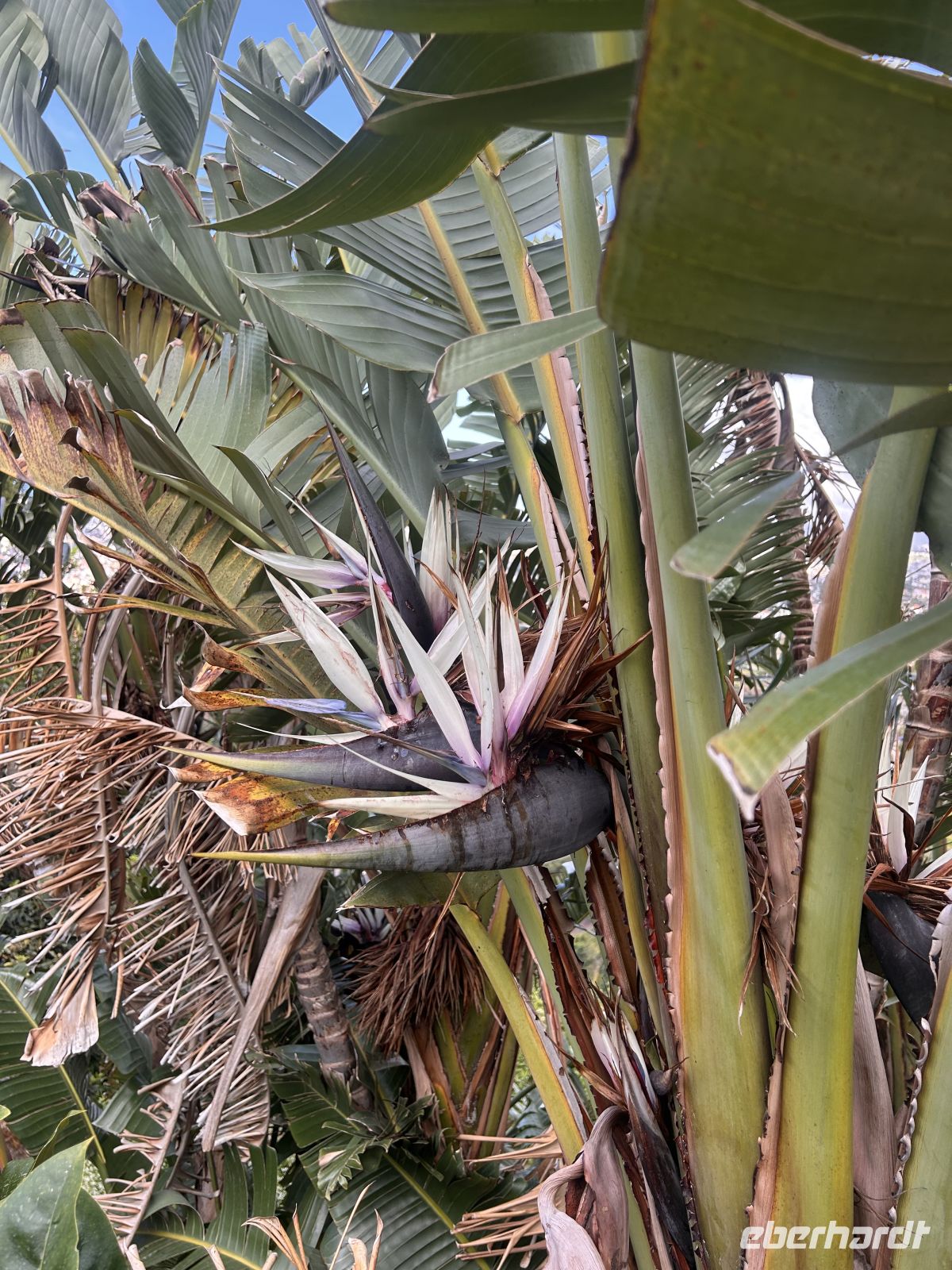 Es ist keine Banane  &ndash; &copy; Carola Gastmeier (Eberhardt TRAVEL)